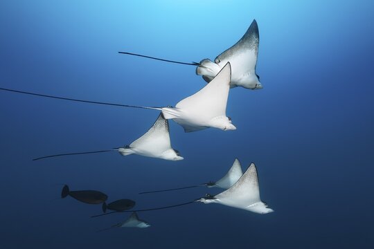 Swarm Spotted eagle rays (Aetobatus narinari), Indian Ocean, Maldives