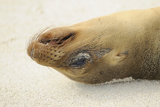 Galapagos Sea Lion (Zalophus wollebaeki), Espanola Island, Galapagos, Ecuador, South America