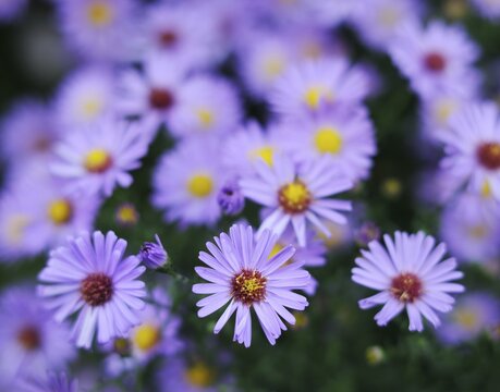 China aster (Callistephus chinensis)