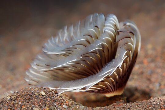 Feather duster worms ( Sabellastarte sp.) Bali, Indopacific, Indonesia