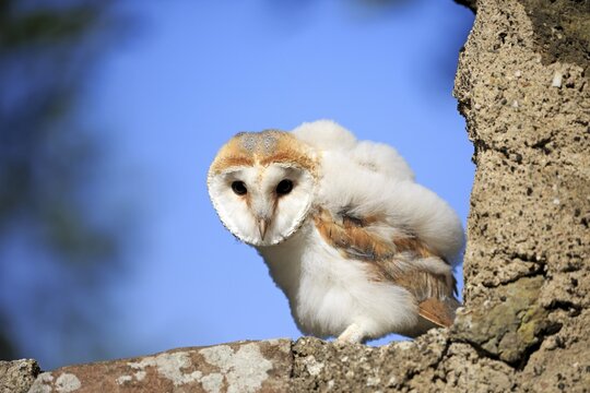 Common barn owl (Tyto alba), fledgling sitting on wall, Kasselburg, Eifel, Germany