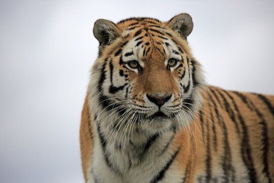 Bengal tiger (Panthera tigris tigris), adult, looking out, animal portrait, captive, England, United Kingdom