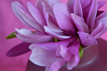Dalikatne płatki magnolii w pastelowych odcieniach w przybliżeniu.  © Lidia