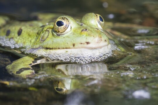 Edible Frog (Pelophylax kl. Esculentus), North Hesse, Hesse, Germany