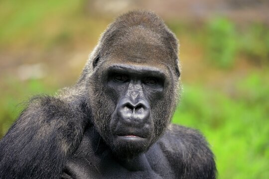 Western gorilla (Gorilla gorilla), adult, male, portrait, captive