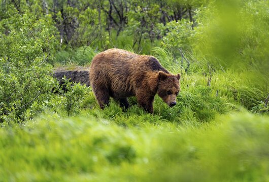 Brown bear (Ursus arctos) in the grass in spring, Alaska, USA
