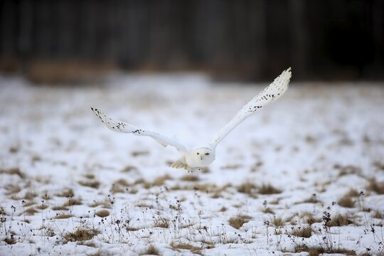 Snowy Owl, Great white owl (Nyctea scandiaca) adult flying up in snow, winter, Zdarske Vrchy, Bohemian-Moravian Highlands, Czech Republic