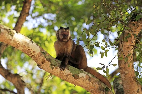 Tufted capuchin (Cebus apella), adult monkey in a tree, Pantanal, Mato Grosso, Brazil
