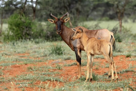 Tsessebe (Damaliscus lunatus), lyrebird, crescent moon antelope, adult, female, juvenile, Mokala National Park, Northern Cape, South Africa