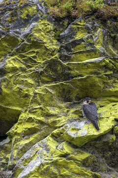 Peregrine falcon Falcon (Falco peregrinus), female sitting in a rock face overgrown with sulphur lichen, Black Forest, Baden-W&uuml;rttemberg, Germany