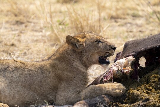 Lioness (Panthera leo) feeding on the carcass of a dead Cape buffalo, Moremi Game Reserve, Botswana