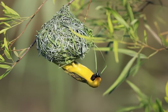 Masked weaver (Ploceus velatus), adult, male, at the nest, weaving, nest building, Pilanesberg National Park, North West Province, South Africa