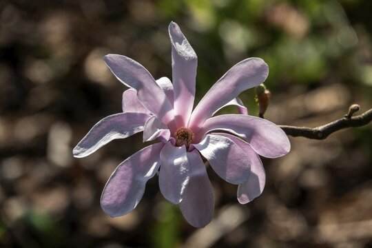 Flower of the star magnolia (Magnolia stellata), Baden-W&uuml;rttemberg, Germany