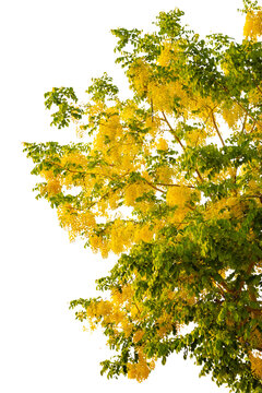Golden shower or cassia fistula leave and flower transparent background for decoration