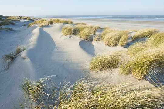 Dune landscape, Langeoog, Lower Saxony, Germany
