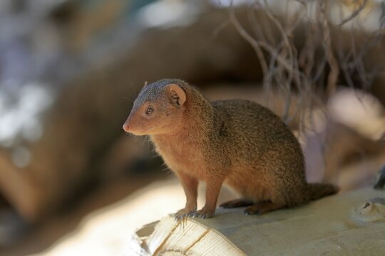Dwarf mongoose (Helogale parvula), adult, on burrow, alert, captive