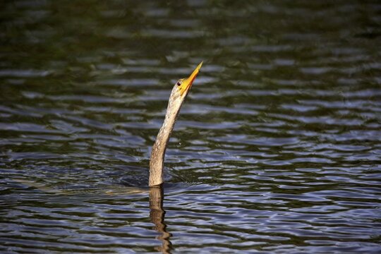 Snakebird (Anhinga anhinga), adult, sticking neck ouf water, food search, Wakodahatchee Wetlands, Delray Beach, Florida, USA