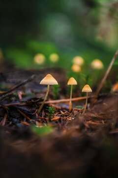 Small yellow Bonnets (Mycena) on forest floor, temperate rainforest, Mt. Baker-Snoqualmie National Forest, Washington, USA