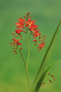 Montbretia (Crocosmia x crocosmiiflora), flowering, Elllerstadt, Germany