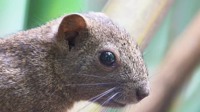 Free Squirrels (Sciurus). Chengdu City Zoo. Chins/ Probably Callosciurus erythraeus