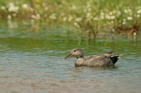 Gadwall (Anas strepera), drake, Mecklenburg-Western Pomerania, Germany