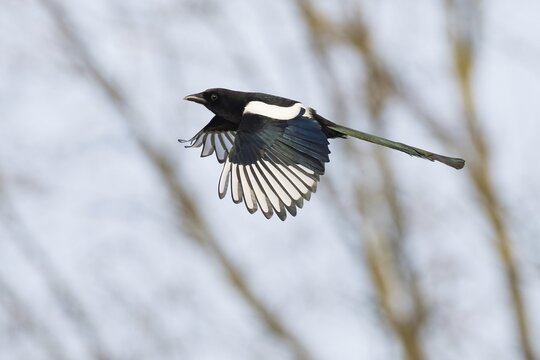 Magpie (Pica pica) in flight in front of a blurred tree background, Hesse, Germany