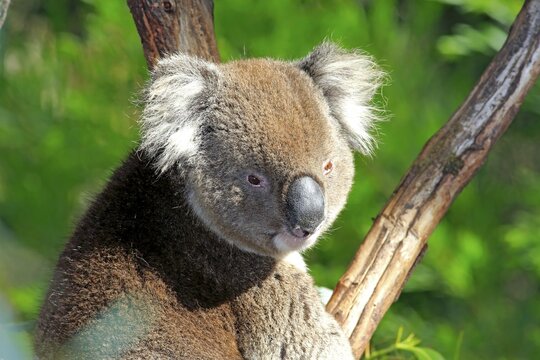 Koala (Phascolarctos cinereus), adult on tree, Victoria, Australia