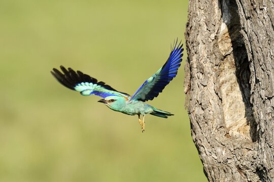 European Roller (Coracias garrulus), flying out from the nesting hole in an old apple tree, Bulgaria