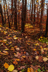 Fototapeta premium The nature in the wood of Sirente Velino park 