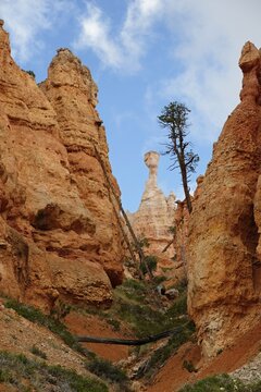 View towards the sandstone pillar Thor's Hammer, formed by erosion, Bryce Canyon National Park, Utah, United States