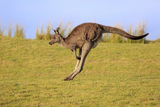 Eastern grey kangaroo (Macropus giganteus), female jumps over green meadow, Maloney Beach, New South Wales, Australia