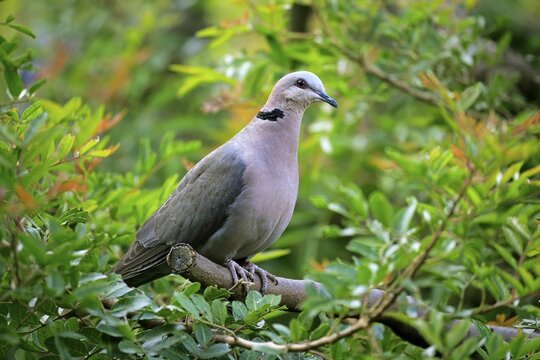 Red-eyed dove (Streptopelia semitorquata ), adult, on tree, Cape Town, South Africa