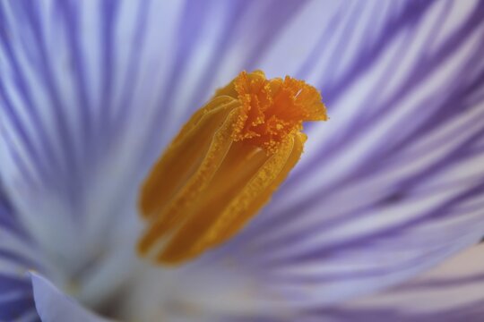 Spring crocus (Crocus vernus), flower, detail, macro photograph, Baden-W&uuml;rttemberg, Germany