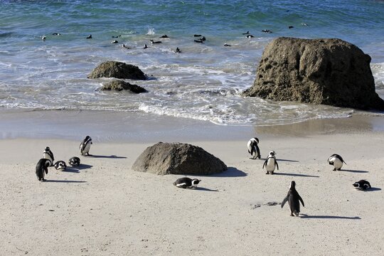 Jackass Penguins or African Penguins (Spheniscus demersus) on the beach, Boulders Beach, Simon's Town, Western Cape, South Africa