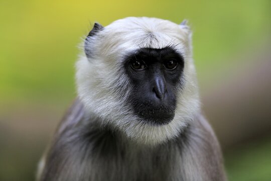 Northern plains gray langur (Semnopithecus entellus), adult, animal portrait, vigilant, captive