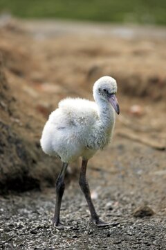 Red Flamingo or Cuban Flamingo (Phoenicopterus ruber ruber), chick, native to South America, captive, Heidelberg, Baden-W&uuml;rttemberg, Germany