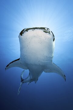 Whale shark (Rhincodon typus), in blue water, from below, with heavy infestation of parasitic roach-foot crab (Pandarus rhincodonicus), Pacific, Sulu Lake, Tubbataha Reef National Marine Park, Palawan Province, Philippines