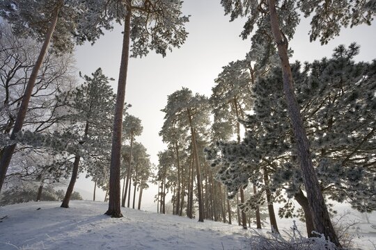 Frost-covered pine trees, Schwarzensee, Lower Austria, Austria, Europe