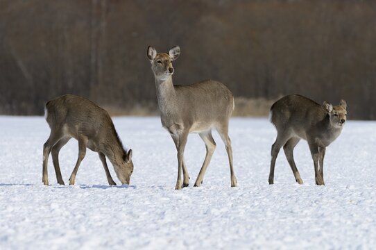 Hokkaido sika deer, Spotted deer or Japanese deer (Cervus nippon yesoensis), hinds, foraging for food in snow, Shitsugen Nationalpark, Kushiro, Hokkaido, Japan
