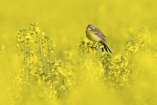 Yellow wagtail (Motacilla flava) sitting on rape blossom, Hesse, Germany