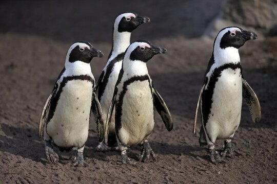 Jackass Penguins or African Penguins (Spheniscus demersus), on the beach, Stony Point, Betty's Bay, Western Cape, South Africa