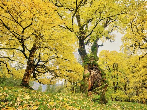 Forest of sycamore maple (Acer pseudo plantanus), in autumnal discolouration, Canton Glarus, Switzerland