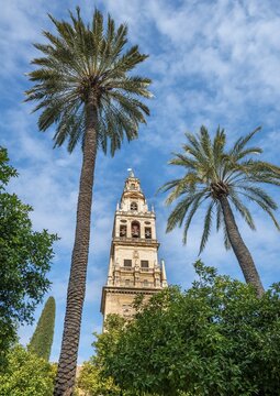 Church tower between palm trees, Mezquita-Catedral de C&oacute;rdoba or Cathedral of the Conception of Our Lady, C&oacute;rdoba, Cordoba Province, Andalusia, Spain
