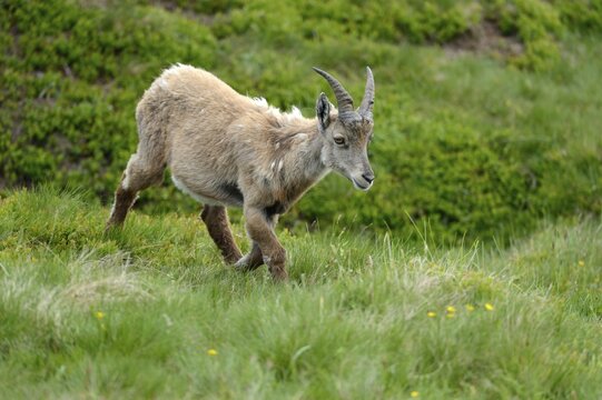 Moulting Alpine Ibex (Capra ibex), Bernese Oberland, Canton of Bern, Switzerland