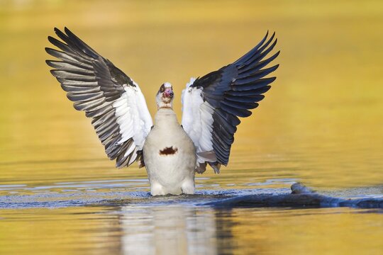 Egyptian goose (Alopochen aegyptiacus) in water with spread wings, Hesse, Germany