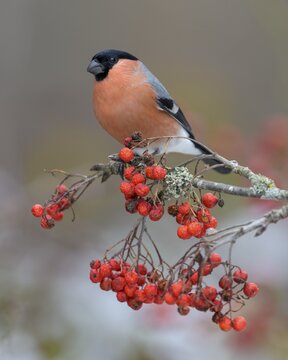 Eurasian bullfinch, bullfinch (Pyrrhula pyrrhula), male on rowan branch with red berries, Swabian Alb Biosphere Reserve, Baden-W&uuml;rttemberg, Germany