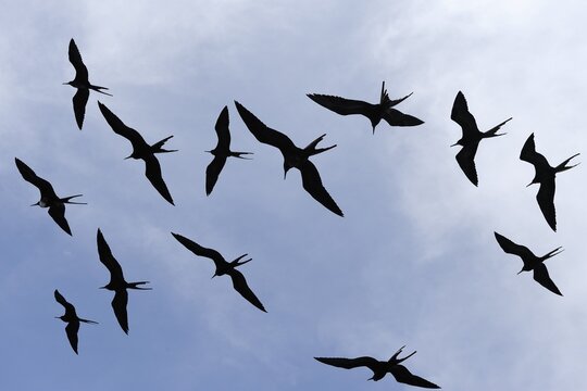 Great Frigatebirds (Fregata minor) in flight, Galapagos Islands, Ecuador, South America