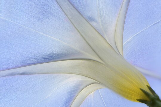 Purple Morning Glory or Common Morning Glory (Ipomoea purpurea), Emsland, Lower Saxony, Germany