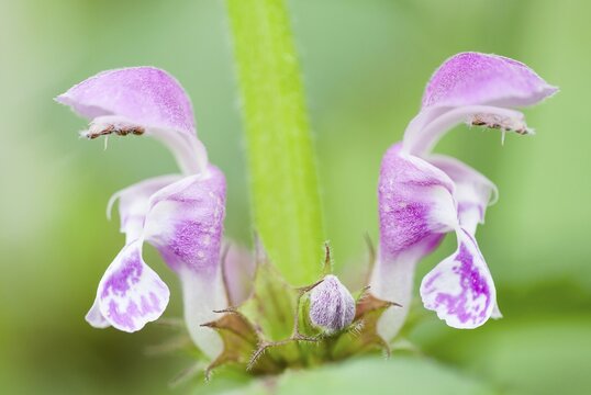 Deadnettle (Lamium sp.), flowers, Hesse, Germany