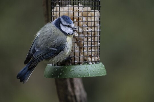 Blue tit (Parus caerulea) at the feeder, Emsland, Lower Saxony, Germany